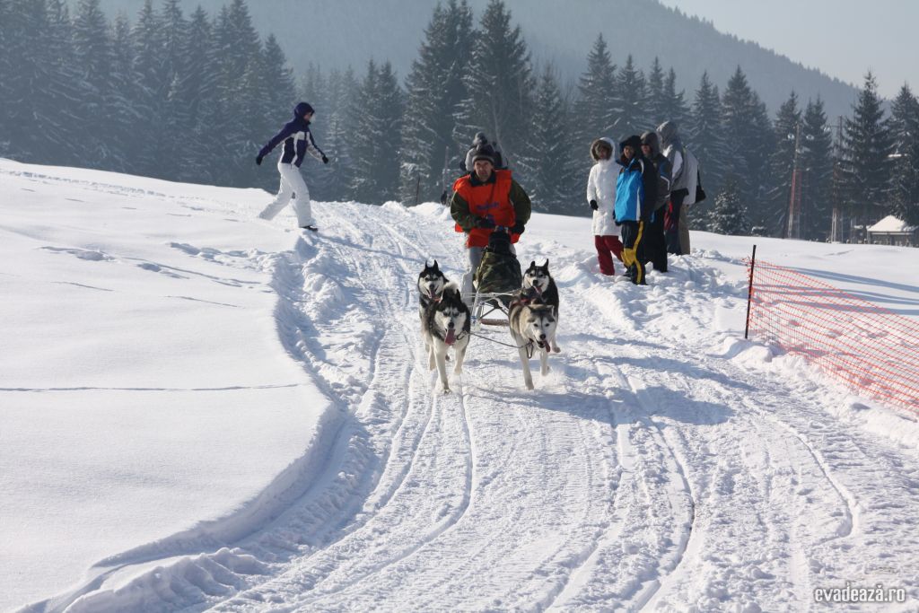 Cursa cu sania trasa de caini la Tusnad | 5